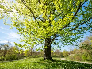 What did the tree say after winter finally ended?
