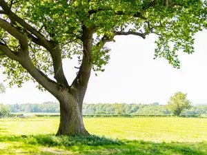 What did the tree say to its long-distance girlfriend?