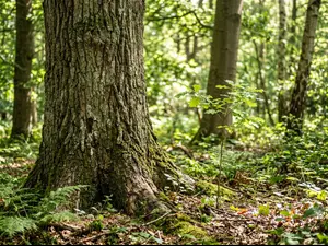 What did the tree tell its kid asking for money?
