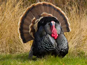 What did the turkey say before Thanksgiving dinner?