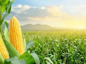What did the two corncobs say to each other on January 1st?