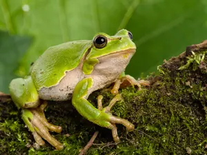 What did the waiter ask the frog?