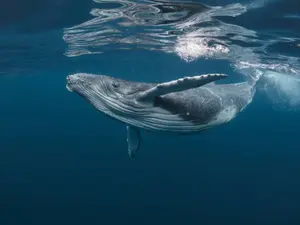 What did the whale say to the dolphin when he pushed him?