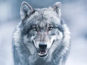 What did the wolf say to the flea?