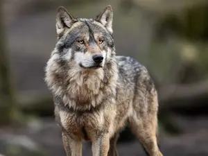What did the wolf say when it stubbed its toe?