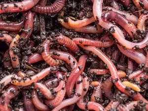 What did the worm say to the other when he was home late?