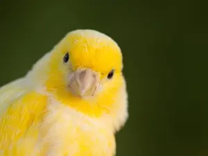 What did they call the canary that flew into the pastry dish?