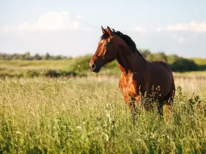 What disease was the horse scared of getting?