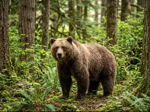 What do bears wear to formal dinners?