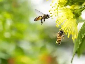 What do bees chew?