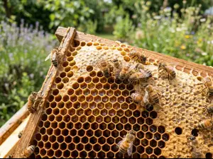 What do bees like to chew?
