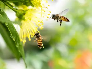 What do bees say in the summer?