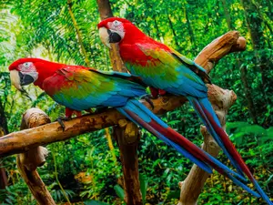 What do birds say to encourage each other?