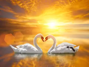 What do birds say to show affection to their spouses?
