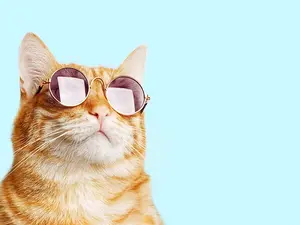 What do cats eat for breakfast?