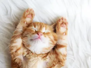 What do cats say instead of saying goodbye?