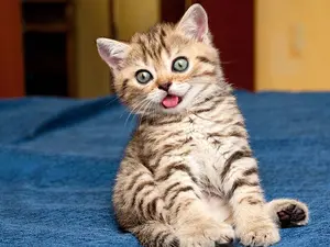 What do cats use to take notes in meetings?