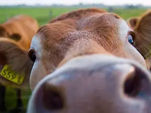 What do cows like to dance to?