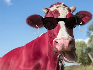 What do cows say on NYE?