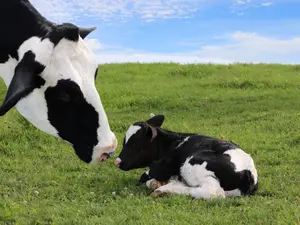 What do cows say when their children whine over nothing?