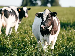 What do cows say when you milk them?