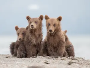 What do cubs eat when their mom is out of town?