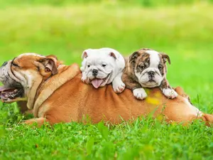 What do dog dads play with their puppies in the backyard?