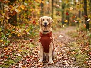 What do dogs put on when the wind gets icy?