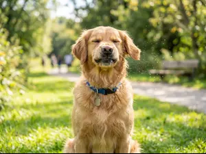 What do dogs say after sneezing?