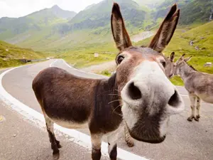 What do donkeys take to go to the store?
