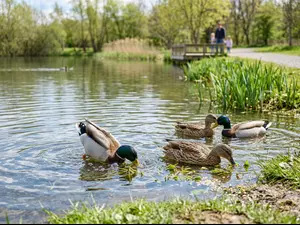 What do ducks eat for lunch?