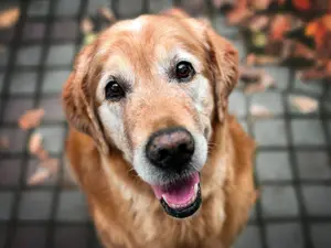 What do elderly dogs use to get around?