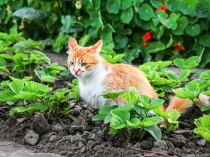 What do felines love to plant in a garden?