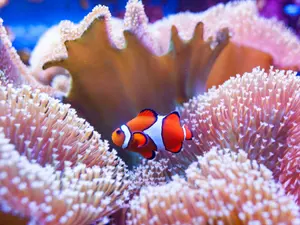What do fish do at parades?