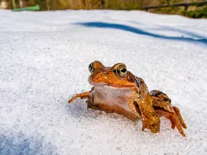What do frogs drink in the winter?