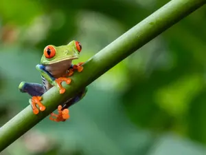 What do frogs eat in the summer?