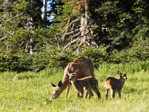 What do grandmother deer do to their grandchildren?