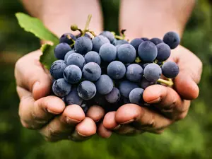What do grapes sing at Christmas?