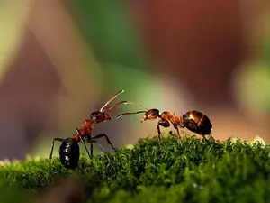 What do insects learn at school?