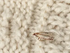 What do insects make all their clothes out of?