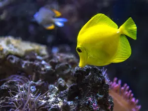 What do little fish love to play with?
