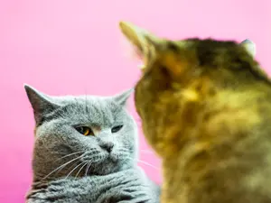 What do married cats say to each other when they're upset?