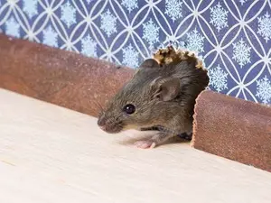 What do mice do when they're at home?