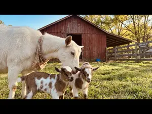 What do moms and goats share?
