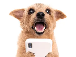 What do my dog and my cellphone have in common?