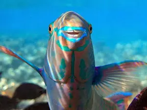 What do naked fish play with?