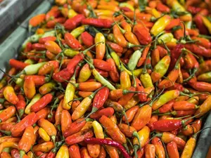 What do nosey peppers do?