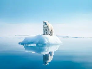 What do ocean animals do when it snows?