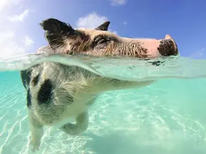 What do pigs do over the summer?
