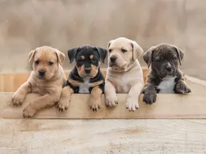 What do puppies celebrate on February 2nd?